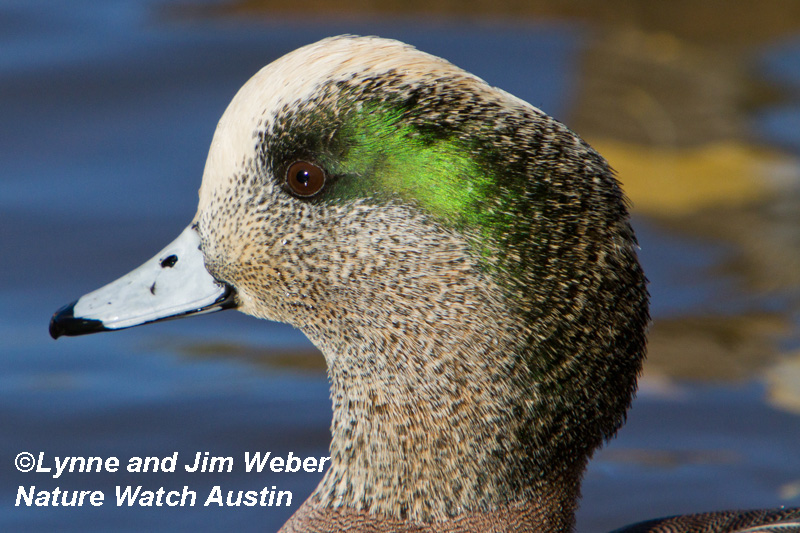 American Wigeon Nature Watch Austin 