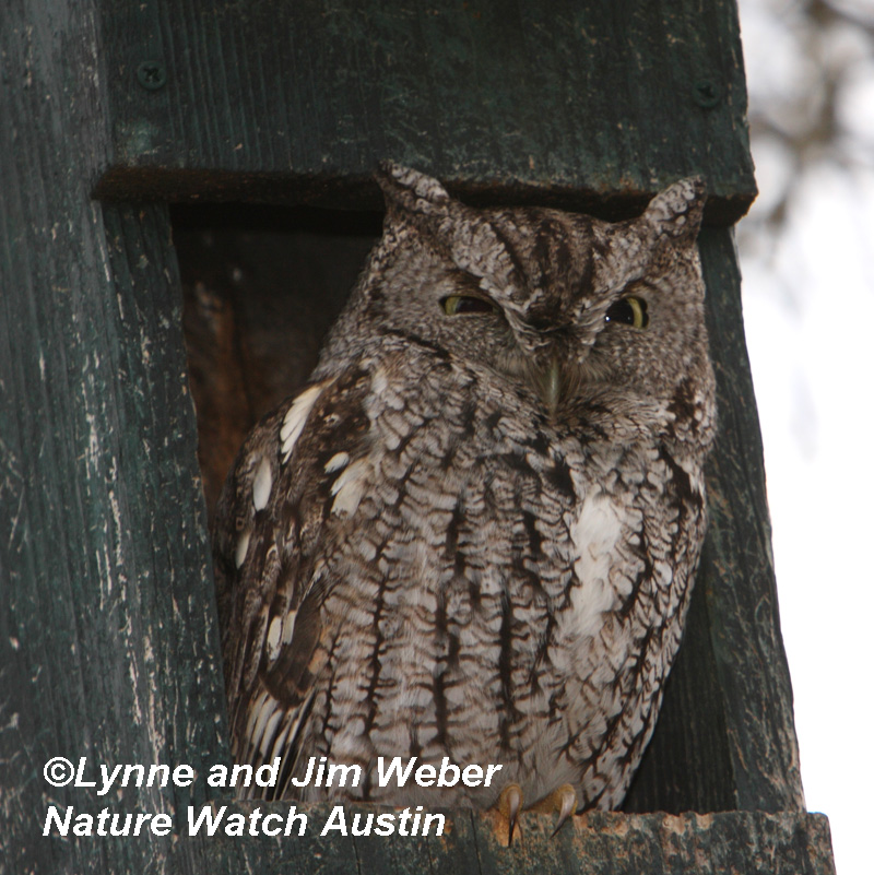Eastern Screech Owl Nature Watch Austin 