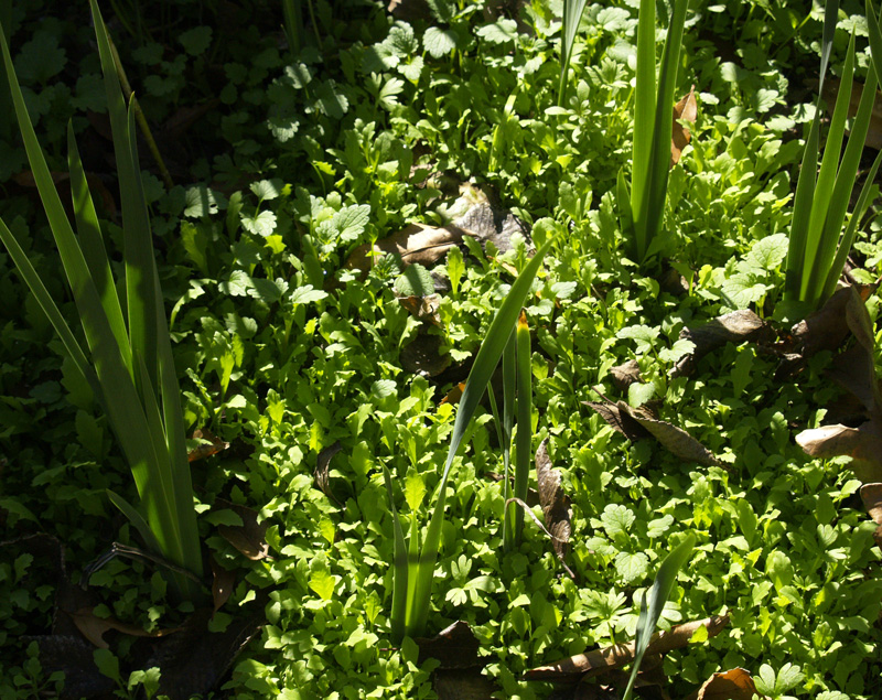 Poppy seedlings with emerging spuria iris 