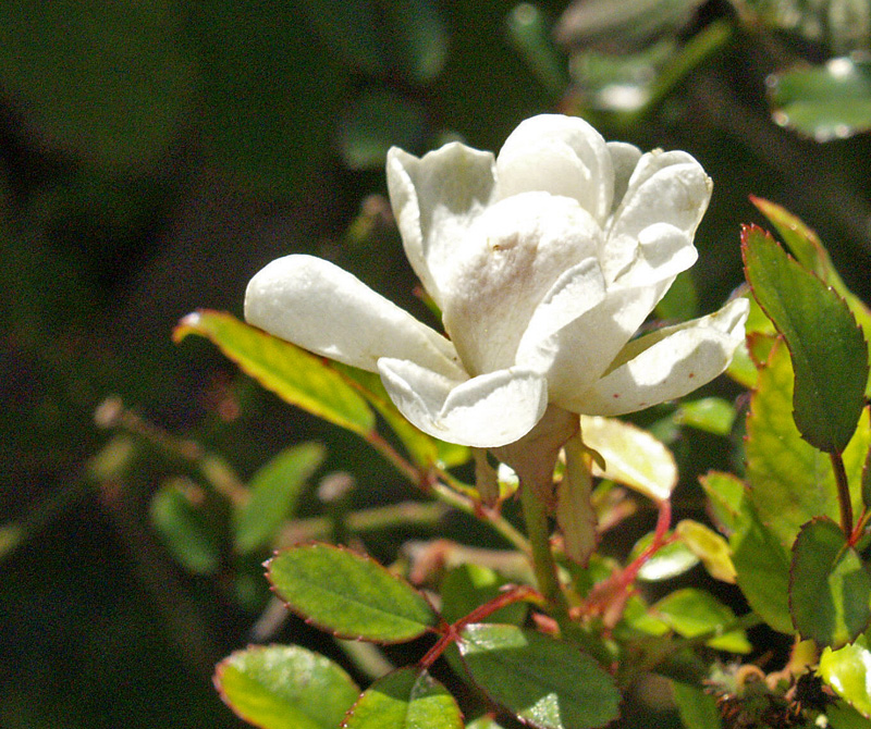 The Fairy rose white winter bloom 