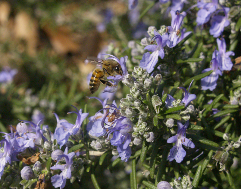 Rosemary flowers with bee