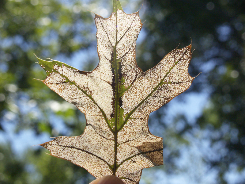 skeletonized red oak leaf 