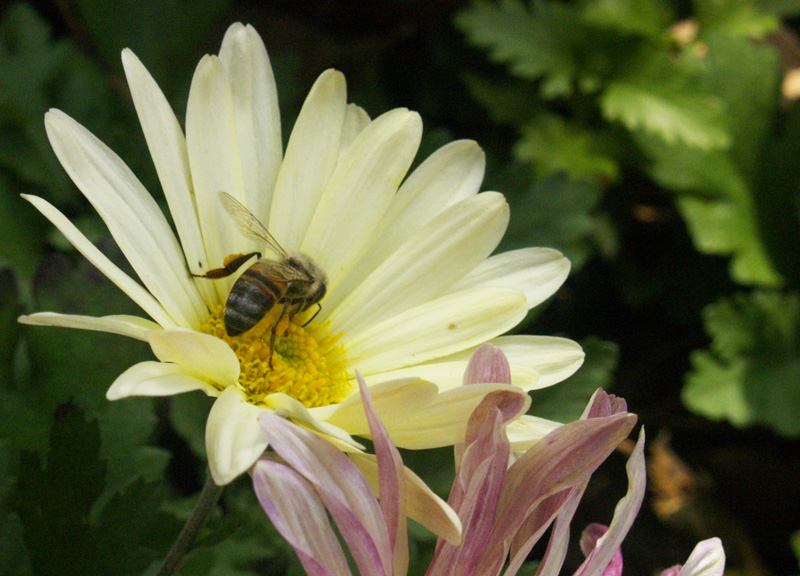 Bee on chrysanthemum 'Butterpat'
