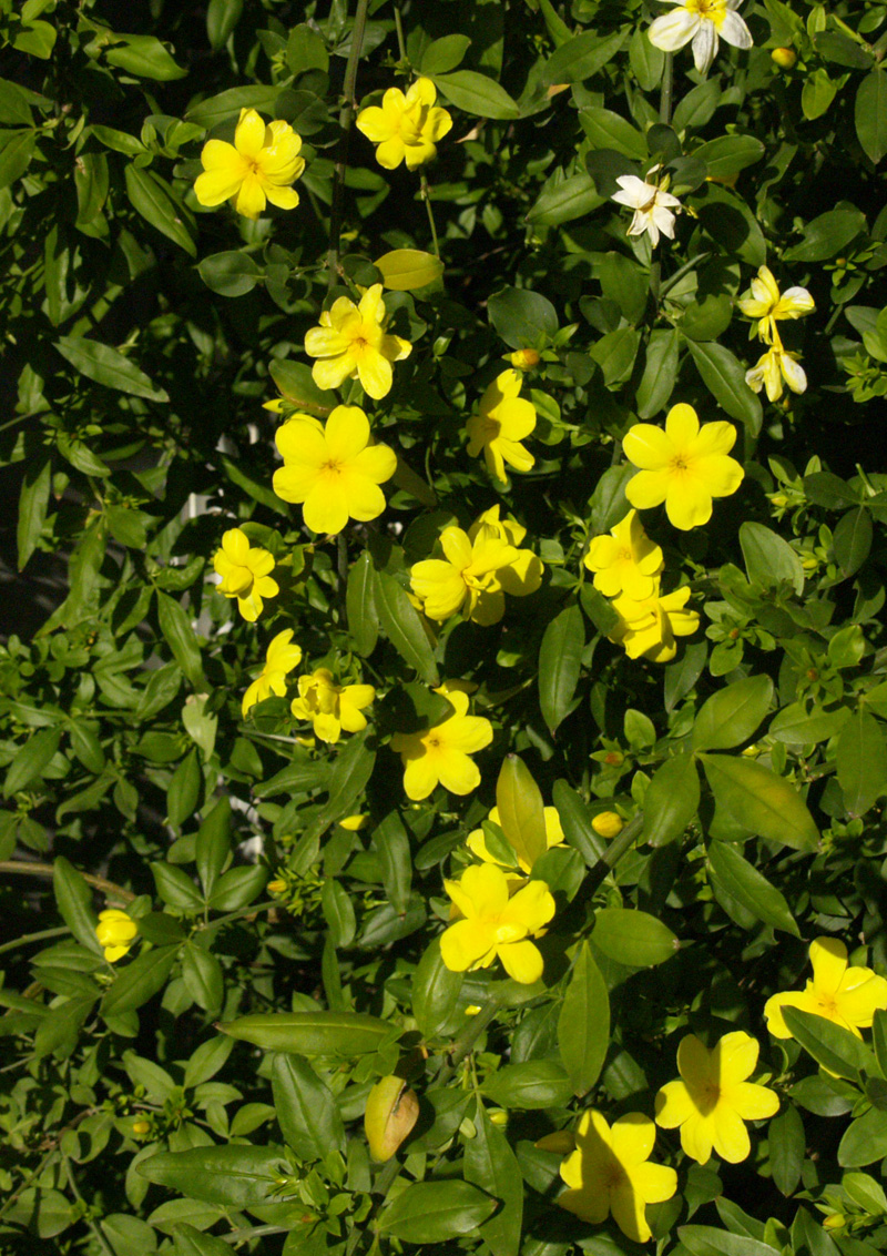 primrose jasmine early bloom 