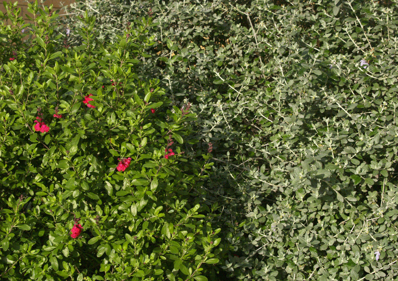 Salvia greggii and silver germander 