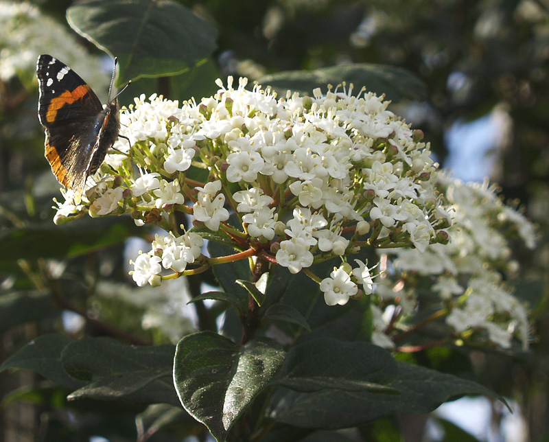 Red Admiral butterfly on 'Spring Bouquet' viburnum 