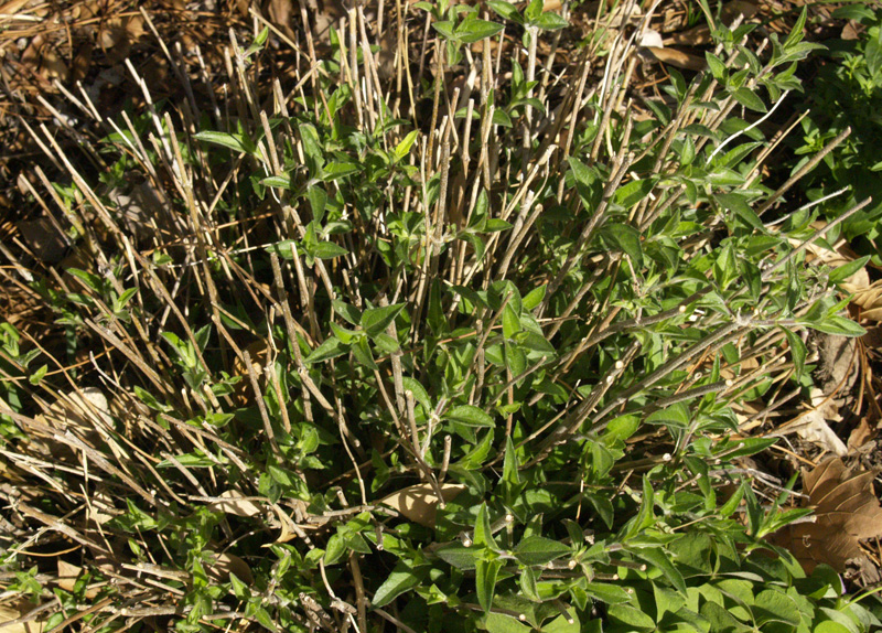 Zexmenia (Wedelia texana) cut back for winter 