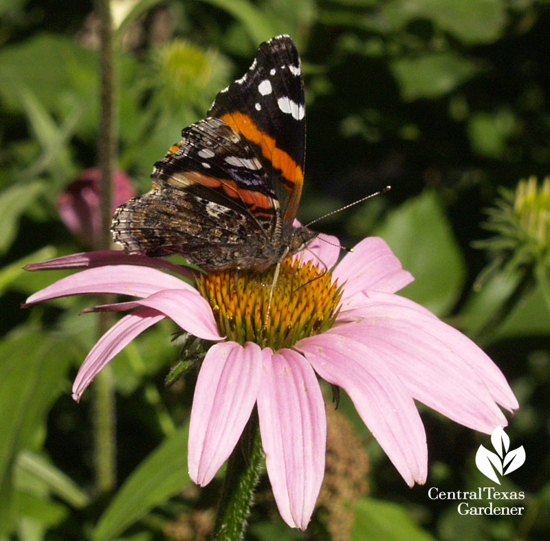 Red Admiral butterfly on coneflower