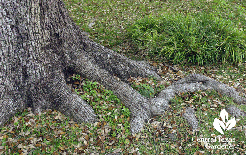 exposed oak tree roots 