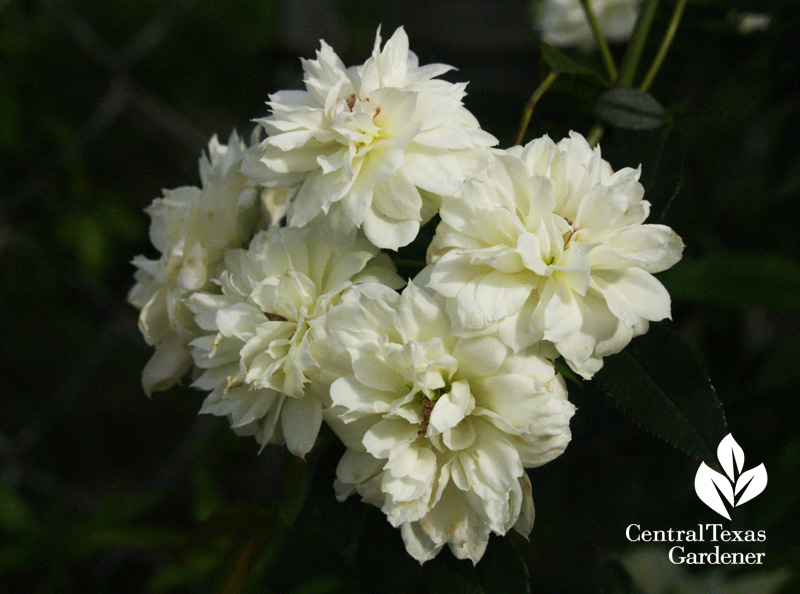 White Lady Banks flower