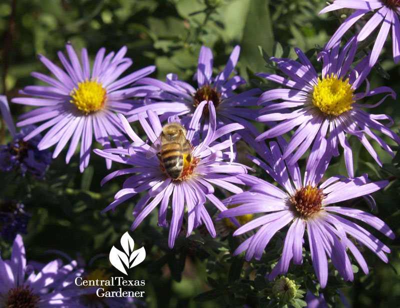Fall aster with bee