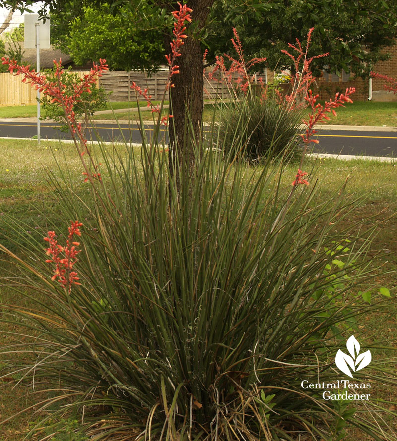 Red yucca competing with bermuda gras