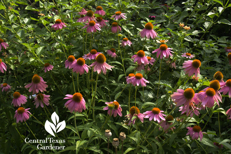 Gorgeous coneflowers Central Texas Gardener