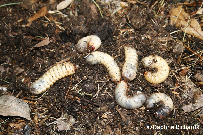 ox or elephant grubs in compost pile