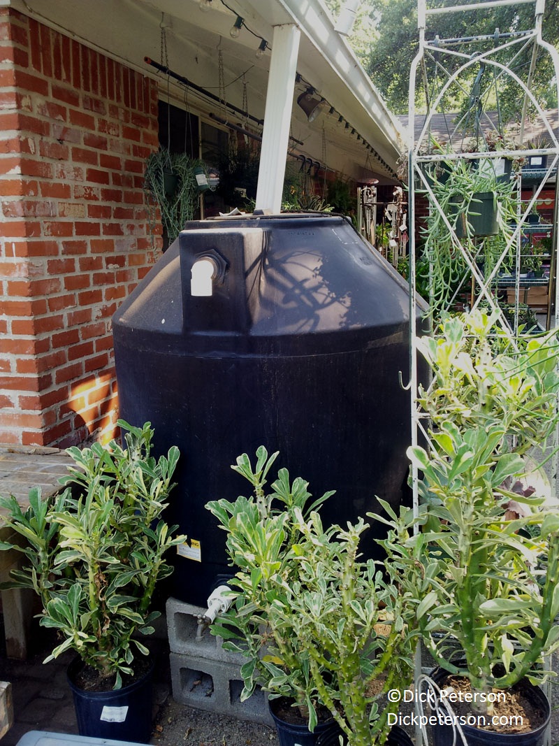 350 gallon rain barrel from Great Outdoors (c) Dick Peterson