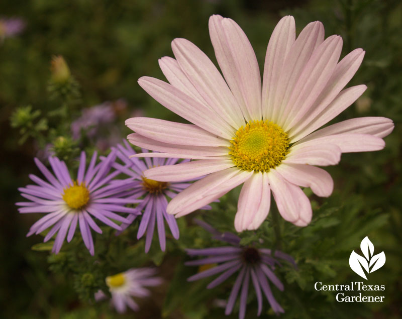 'Country Girl' chrysanthemum and aster