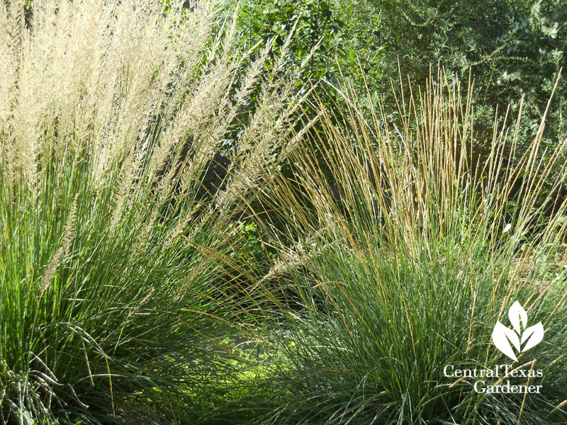 Lindheimer and deer muhly seed heads