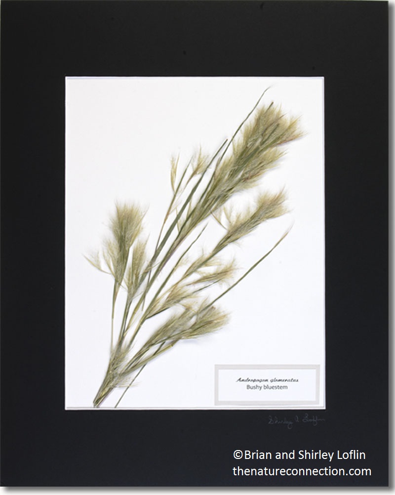 Grasses framed botanical Loflin 