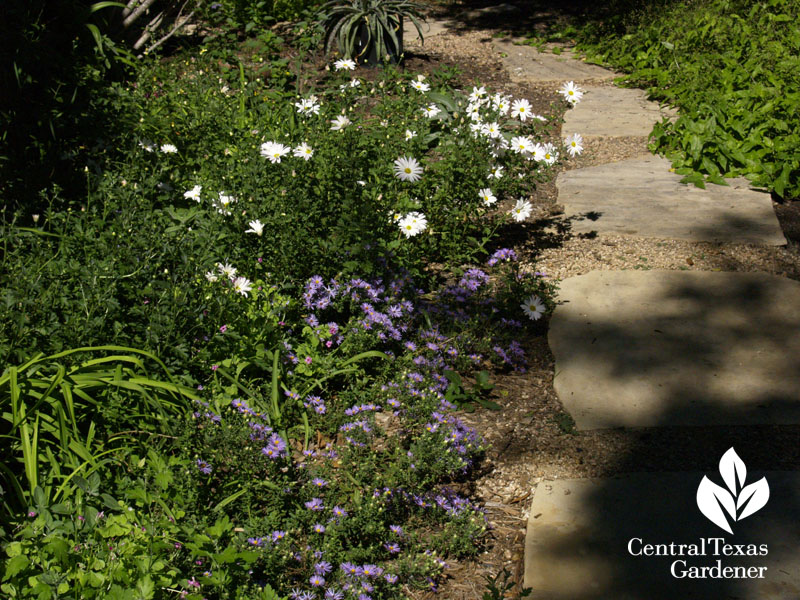 Asters and 'Country Girl' mums stone path 