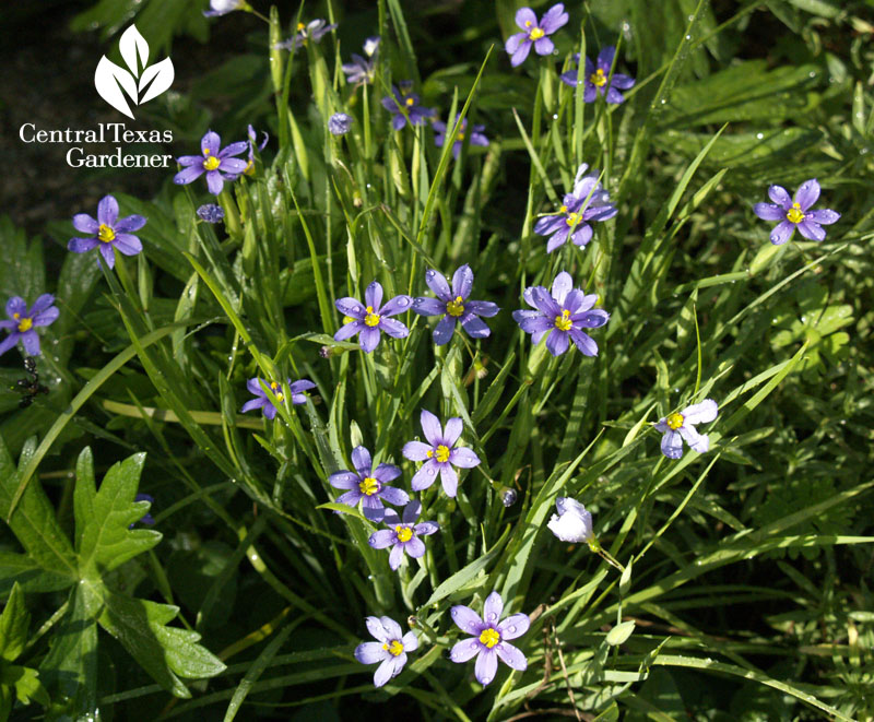 Blue-eyed grass flowers Central Texas