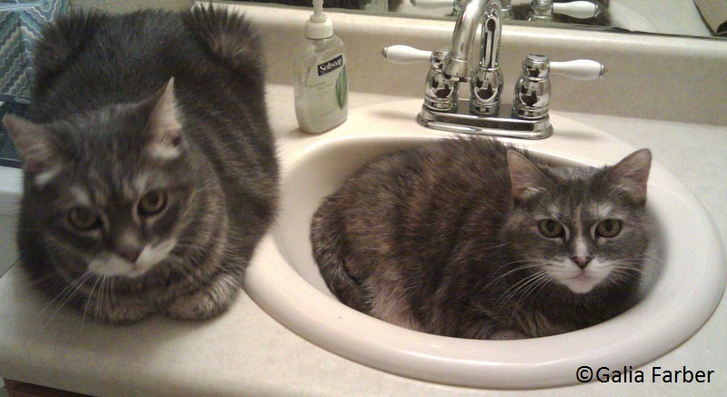 Galia's cats in sink