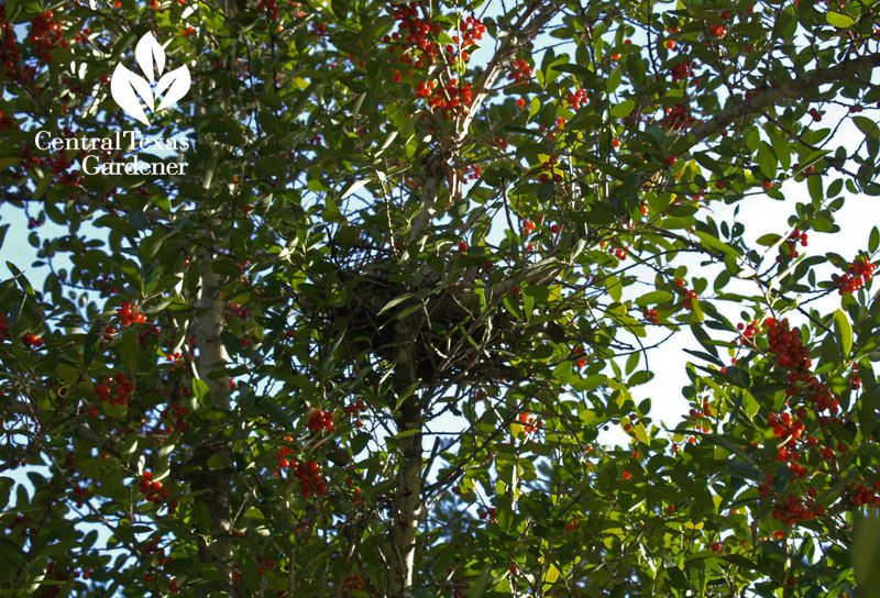 Yaupon holly berries and mockingbird nest 