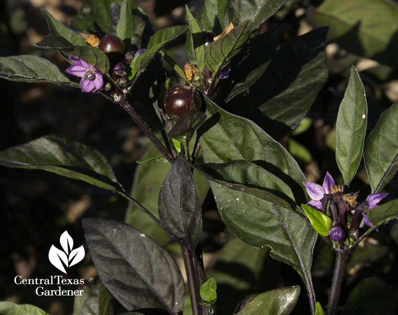Black Pearl pepper flowers and fruit 