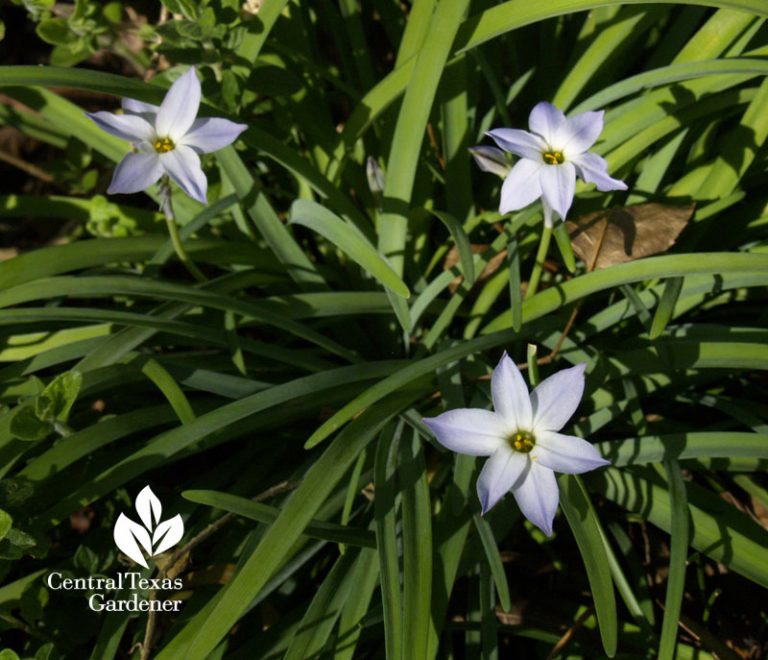 Banish Bermuda grass for gardens Central Texas Gardener