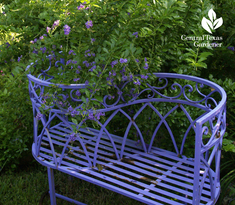 purple bench in Lucinda Hutson's garden 