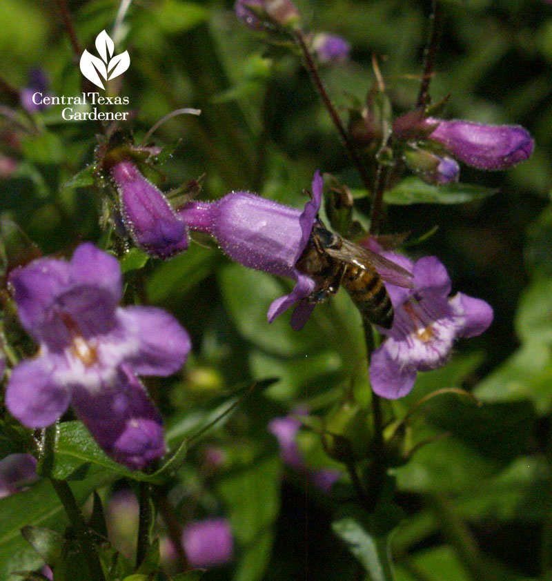 Bee on gulf penstemon flower Bee on gulf penstemon flower