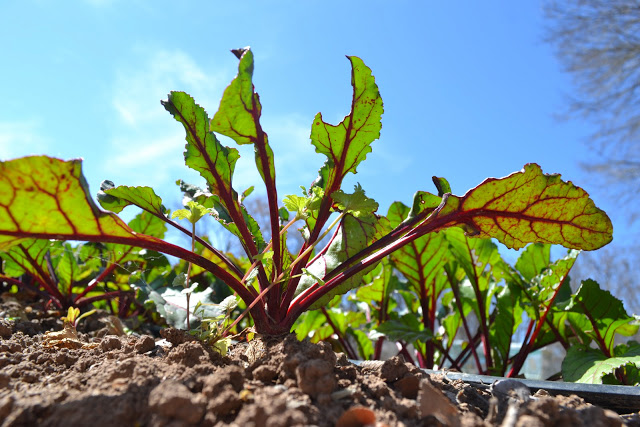 Urban Roots beet photo by Colleen Nelson 