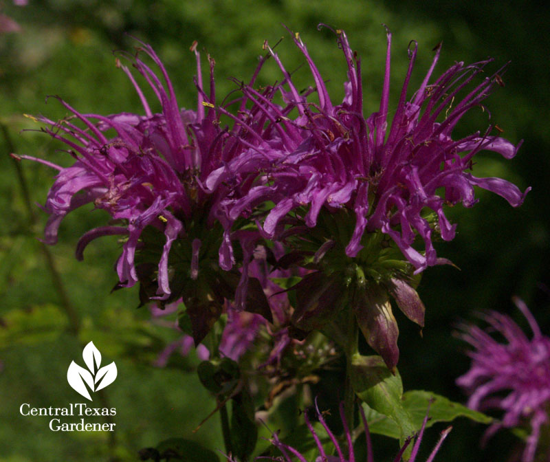 Peter's Purple bee balm Monarda hybrid Central Texas Gardener