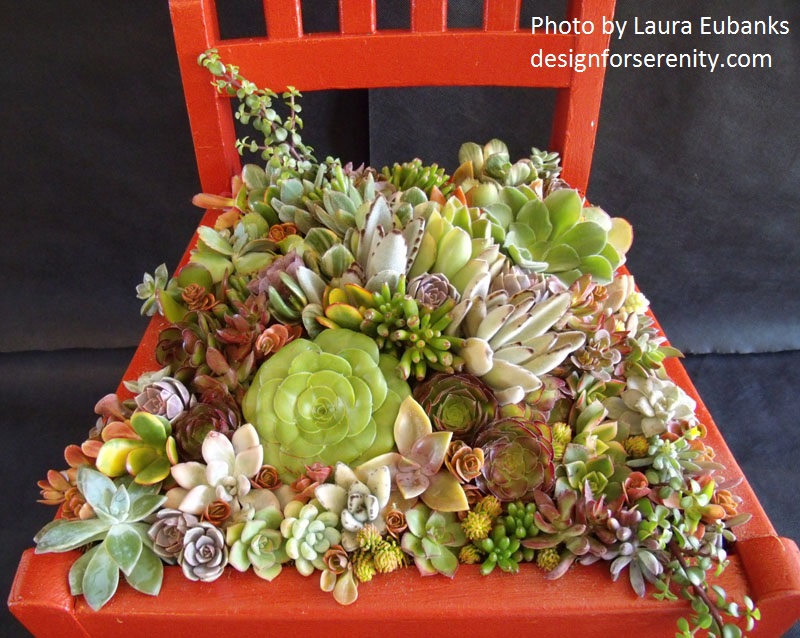 succuelent chair Indoor Plant Decor photo by Laura Eubanks Design for Serenity