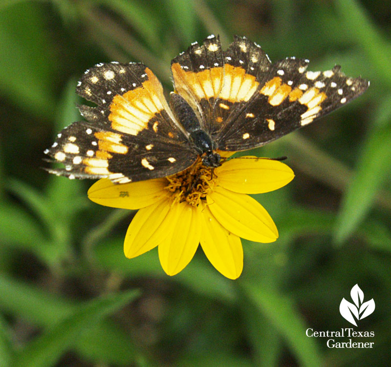 Bordered Patch butterfly on zexmenia Wedelia texana