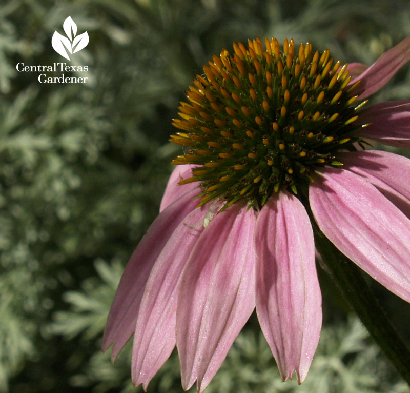 Coneflower and 'Powis Castle' artemisia