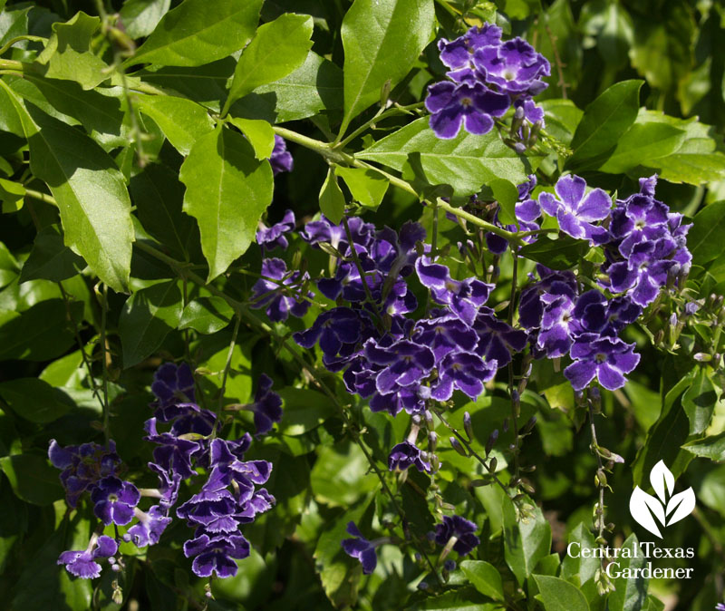 Duranta purple flowers Travis Texas AgriLife Extension 