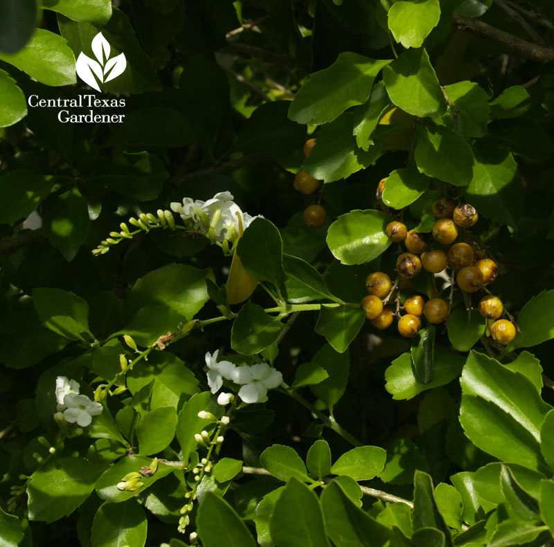 Duranta white flowers and yellow fruits Central Texas Gardener 