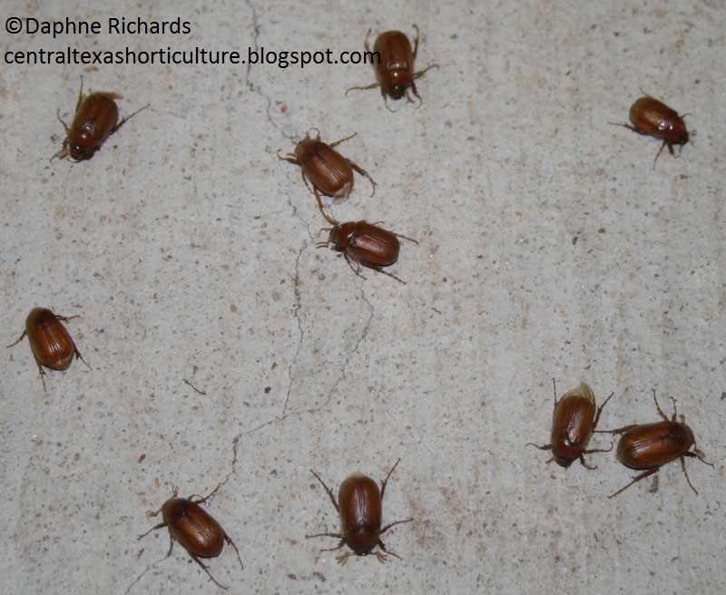june bugs photo by Daphne Richards Travis AgriLife Extension june bugs photo by Daphne Richards Travis AgriLife Extension