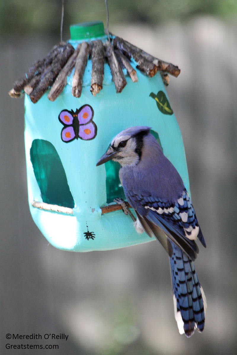 Milk jug bird feeder Meredith O'Reilly Great Stems