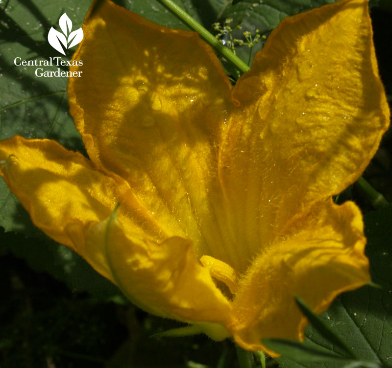 Male tatume squash flower 