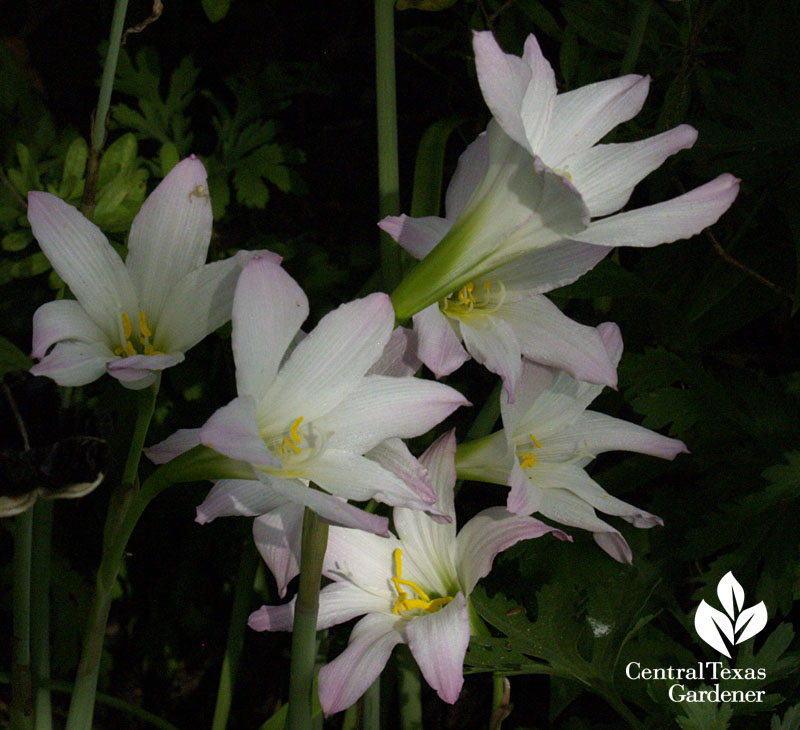 Habranthus robustus rain lilies Central Texas 