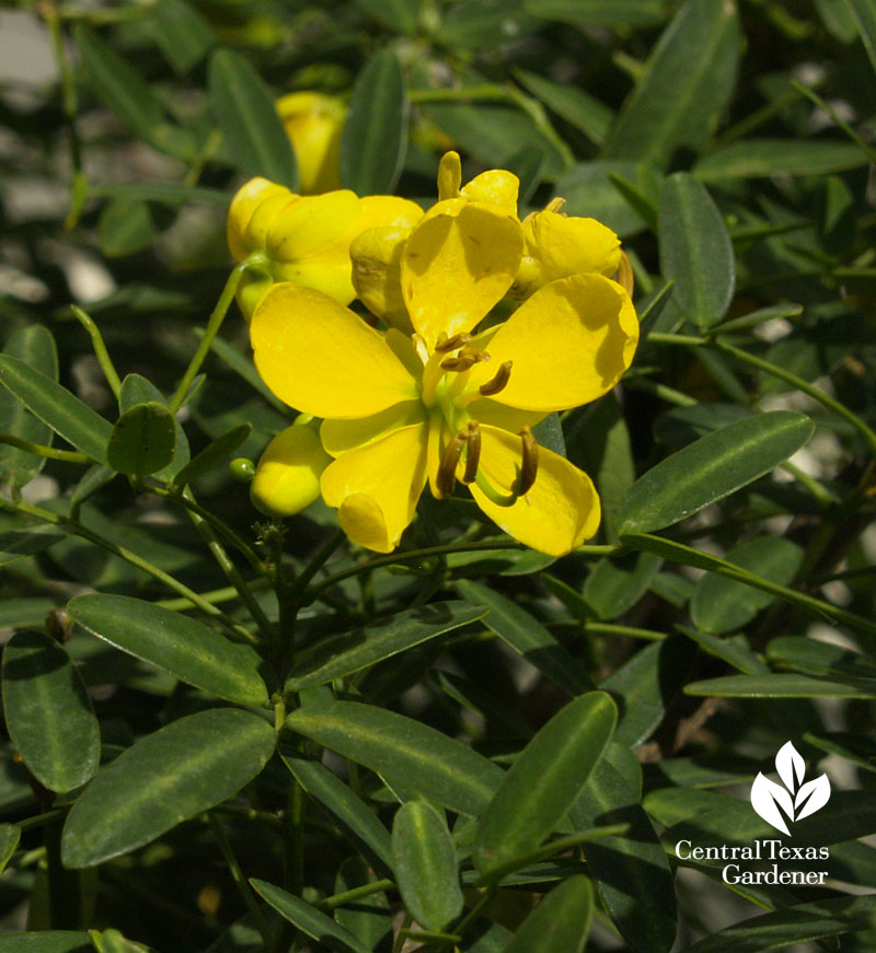 Senna corymbosa Travis County Extension 