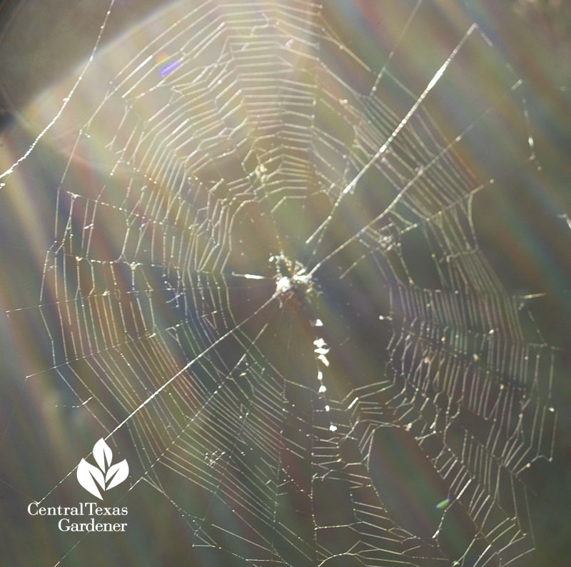 spider web central texas garden