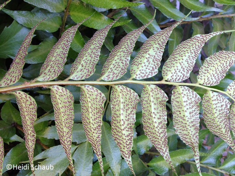 fern spores Heidi Schaub Central Texas Gardener 