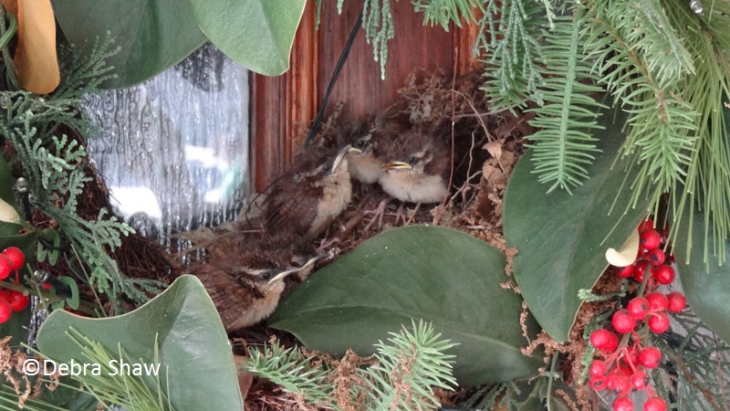 wrens in front door wreath debra shaw Central Texas Gardener