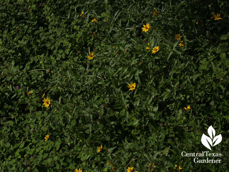 zexmenia Wedelia texana butterfly host