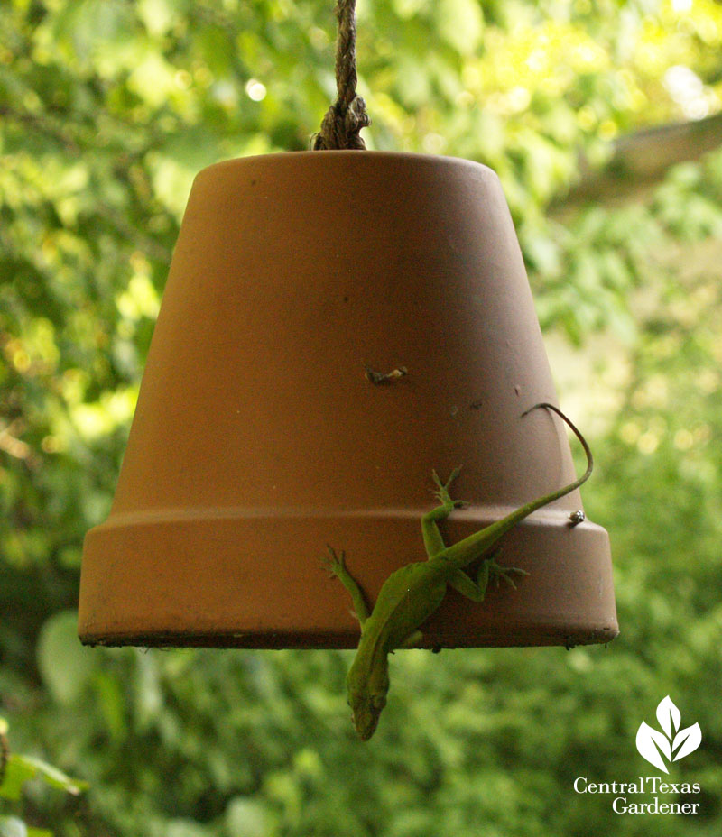 anole on terra cotta patio pot Central Texas 