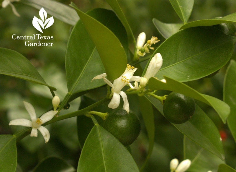 calamondin fragrant flowers and fruit Central Texas Gardener 