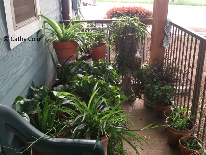 balcony garden fertilized with compost tea Central Texas Gardener balcony garden fertilized with compost tea Central Texas Gardener