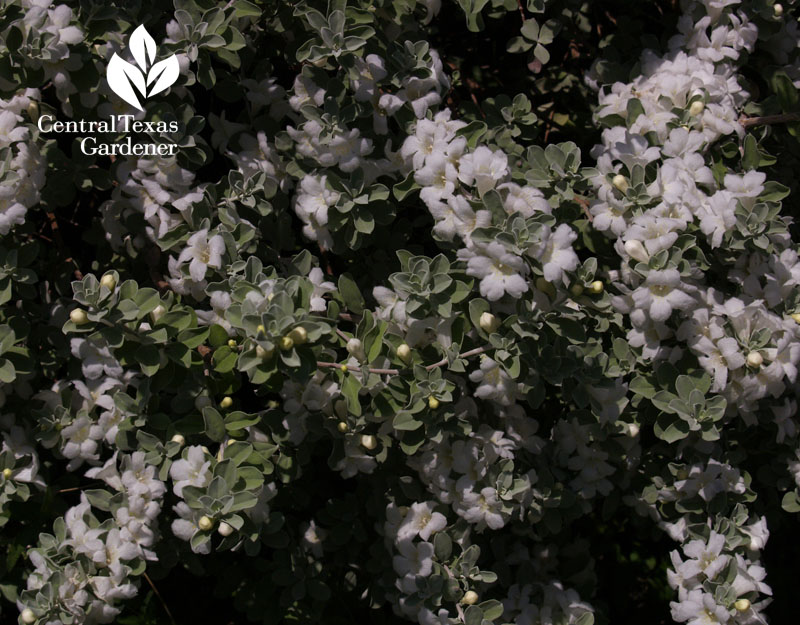 'Silverado' cenizo white flowers 